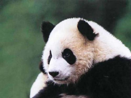 Chinas central province of Shaanxi is also another important panda habitat.