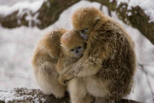 To keep warm, the monkeys hold each other close together.