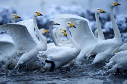 Tens of thousands of swans are spending their winter in Chinas Rongcheng in Shandong Province, making it Asias largest wintering ground for swans.