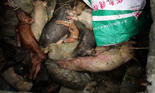 A group of dead pigs stored in a pool at a disposal center in Jiaxing, Zhejiang Province, on Monday. Photo: Yang Hui/GT 