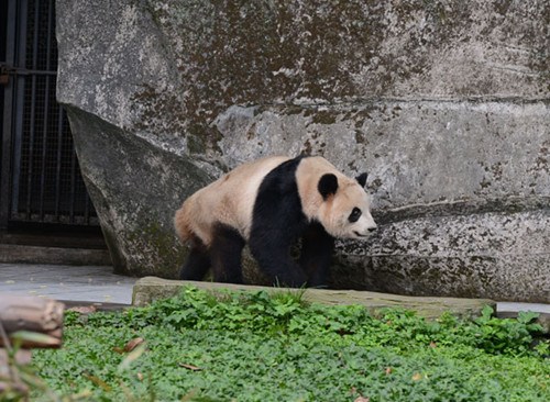 Er Shun, a 5-year-old female giant panda, is seen in a zoo in Chongqing. It was delivered to Canada on Monday and will stay there for 10 years under a conservation agreement between the two countries. [Photo/Xinhua]