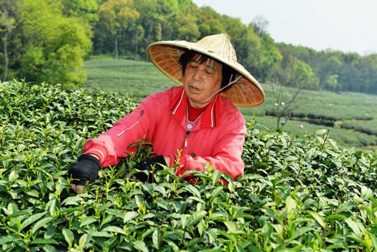 A woman picks tea leaves on April 2, 2013 at a tea plantation in the city of Hangzhou, Zhejiang province. [Long Wei / Asianewsphoto]