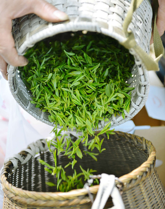 A woman puts newly-picked tea leaves in a basket on April 2,2013 in Hangzhou, Zhejiang province. [Long Wei / Asianewsphoto]