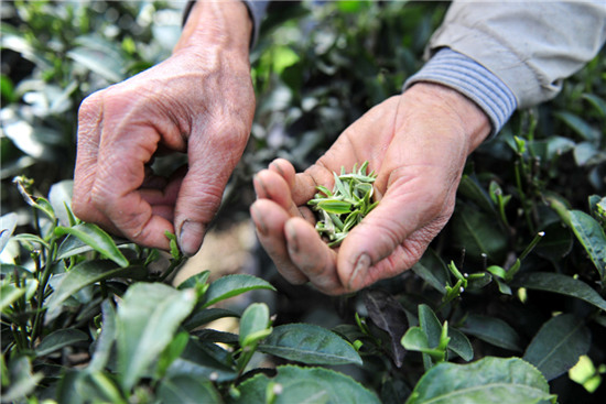 Yiling produces first-class tea, which provides farmers a 30 percent increase in their annual income. [Photo by Zhang Guorong / for China Daily]