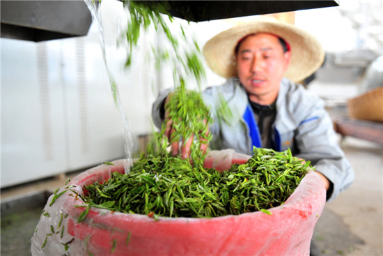 A factory worker in Yiling packs tea. [Photo by Zhang Guorong / for China Daily]