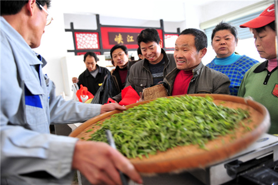 A quality inspector in Hubei province's Yiling assesses tea leaves that have just been picked. [Photo by Zhang Guorong / for China Daily] 