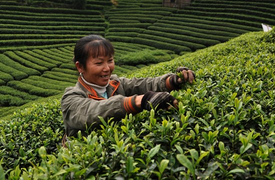 A woman picks tea leaves on March 20 at Buyang village, Sanjiang Dong autonomous county in Guangxi Zhuang autonomous region. Sanjiang area boasts more than 9,500 hectares of tea plantations and more than 200,000 tea farmers. Yang Ming / for China Daily