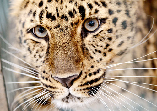 Amur leopard looks through the bars of its enclosure at a zoo in Leipzig, Germany, on Wednesday. Hendrik Schmidt / AP