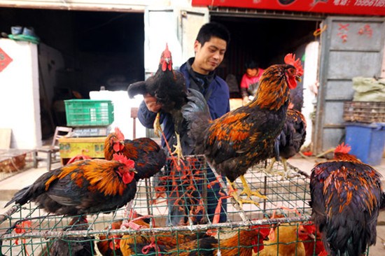 Poultry trading slows in Huaibei, Anhui province, amid fears of the H7N9 strain of bird flu. Wan Shanchao / for China Daily