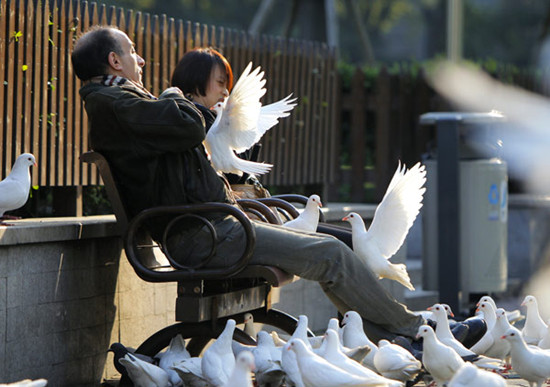 Pigeons at the People's Square in Shanghai. The wild pigeons have been caged and the local authorities have carried out cleaning and sterilization work. Gao Erqiang / China Daily