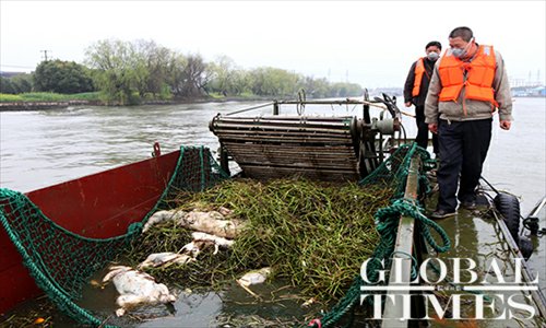 Employees from the Shanghai Water Authority salvage dead pigs on March 13 from the Huangpu River, which supplies Shanghai with some of its drinking water. The Water Authority sent 36 boats to participate in the salvage operation. 