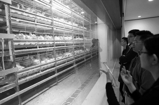 Reporters visit a chicken farm of Chia Tai Group in Zhanjiang, Guangdong province, on April 10. The farm is an example of rural cooperatives in the city. Zou Zhongpin / China Daily