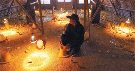 Ye Guowang, 63, sits in his chicken farm in Tengqiao village, Wenzhou, Zhejiang province. He said he is wasting money by the minute on feeding 10,000 chickens that cannot be sold because of the H7N9 bird flu outbreak. Gao Erqiang / China Daily