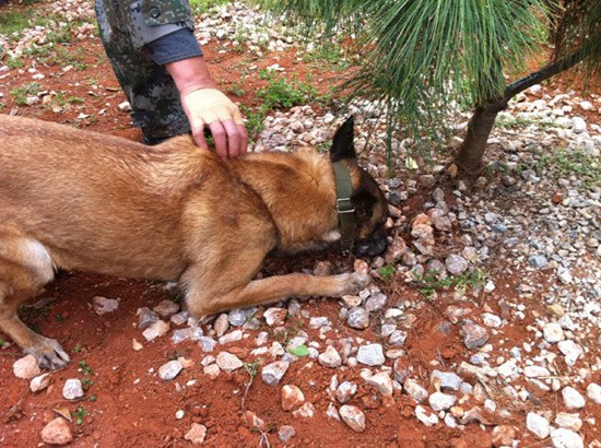 A dog is trained to find the truffles under the host pine saplings. Guo Anfei / China Daily