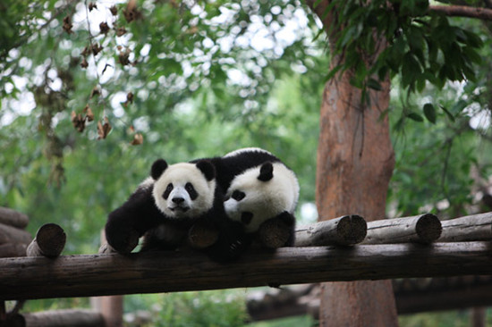 Sarah Bexell first went to Chengdu Research Base of Giant Panda Breeding in 1999 and returns for long spells every year to observe pandas at close quarters. She Yi / for China Daily