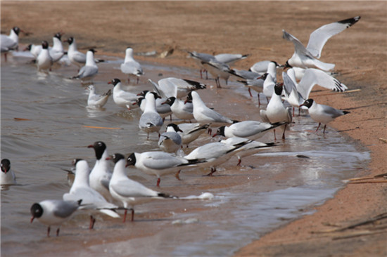 Relict Gulls, a rare migratory species visiting Nanhai Wetland Reserve, close to the center of Baotou city in the Inner Mongolia autonomous region. [Photo by Chen Xuegu / for China Daily]