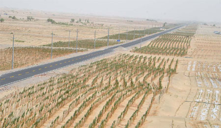 A new artificial greenbelt in Hotan county in the Xinjiang Uygur autonomous region. Photos by Mao Weihua / China Daily