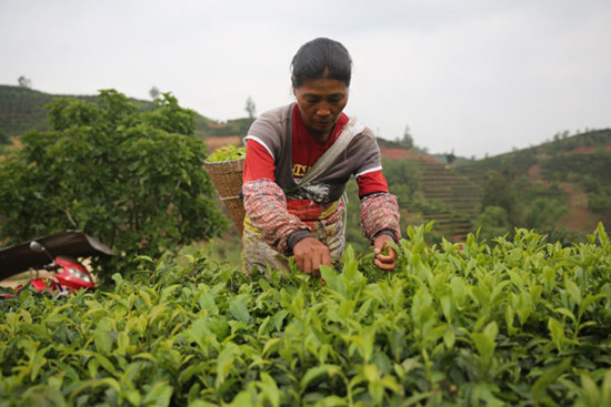 May is a busy season for tea farmers in Pu'er, Yunnan, to pick tea. Liang zhiqiang / for China DAILY