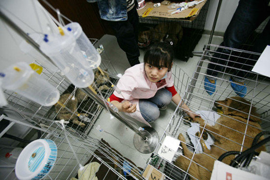 A severely ill dog receives treatment at a pet hospital in Beijing in April 2011. It was among more than 500 dogs rescued by animal lovers from a truck transporting the animals bound for a restaurant menu. Lin Hui / For China Daily