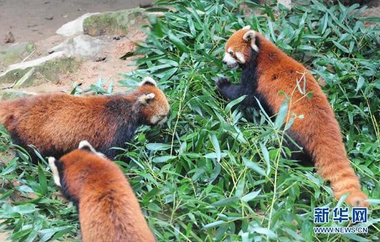 Three red pandas have been chosen from a research center in the provincial capital Fuzhou. 