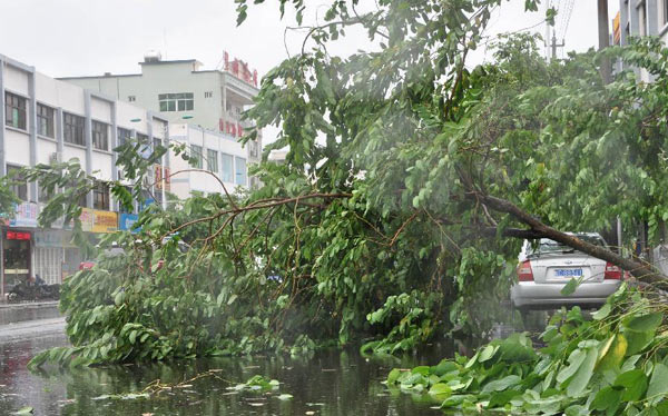 A tree is blown down by strong wind in Wanning city, South China's Hainan province, June 22, 2013. Tropical storm Bebinca made landfall in Tanmen Township in Hainan's city of Qionghai at 11:10 a.m., the local meteorological department said. Train and shipping services across the Qiongzhou Strait have been suspended due to the arrival of Bebinca.[Photo/Xinhua]