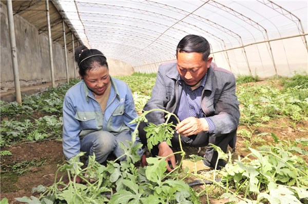 Zhang Jiming teaches a Tibetan girl Butri how to hang the watermelon vine in Panam county, Shigatse prefecture in Southwest China's Tibet autonomous region, June 17, 2013. [Photo/Xinhua]