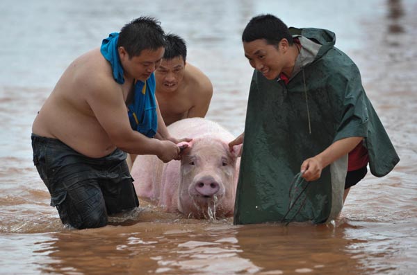 Farmers move a pig to a safe place in the rainstorm-hit Tongnan county, Chongqing municipality, July 1, 2013. [Photo/Xinhua]