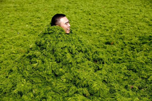 A tourist covers himself last week with algae that has invaded a beach in Qingdao, Shandong province. Mi Tongxi / for China Daily