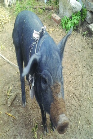 The Beijing Black pig, a local swine breed, saw its popular take a dive 20 years ago. Right: Beijing Black pork is ideal for the traditional dish of sweet and sour spare ribs. Photo: Courtesy of Sishi Kangyuan Farm