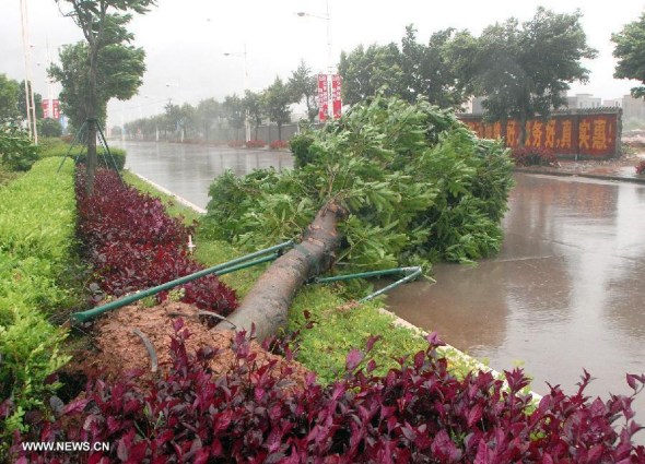 A tree is blown down by strong wind in Yangjiang City, south China's Guangdong province, Aug. 14, 2013. Typhoon Utor, the 11th typhoon hitting China this year, landed at 3:50 p.m. in a township in Yangxi county in the city of Yangjiang in western Guangdong, packing strong winds of 151.2 km per hour at the storm center. (Xinhua/Liu Zaiyang)