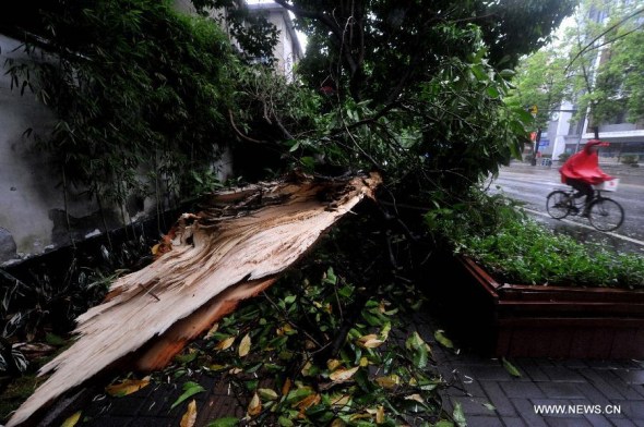 Photo taken on Aug. 22, 2013 shows a tree blown down by wind at Gulou District in Fuzhou City, capital of southeast China's Fujian Province. Trami, the 12th tropical storm hitting China this year, landed at 2:40 a.m. in Fuqing City of the province, packing strong winds of 35 meters per second at the storm center, according to the Fujian provincial meteorological observatory. (Xinhua/Peng Zhangqing)