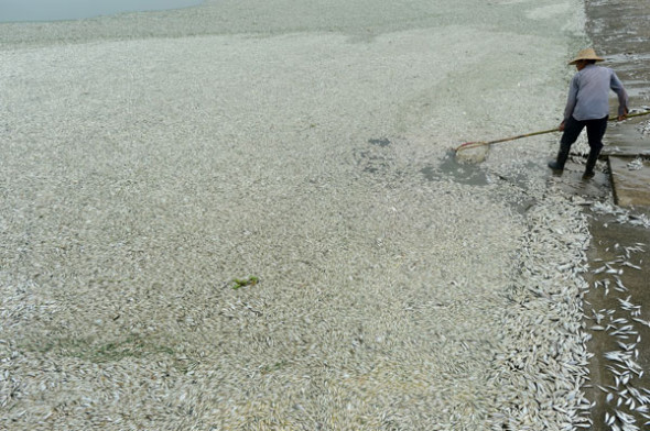 A man salvage sdead fish in Wuhan, Central China's Hubei province, Sept 3, 2013. Dead fish covered more than 40 kilometers of Fuhe River as of Monday, and most of them are 40 to 50 centimeters long. According to the local emergency response office, the incident was caused by excessive ammonia nitrogen density, and the pollution source was not in the city. The river is not the source for drinking water in Wuhan. [Photo/Asianewsphoto]