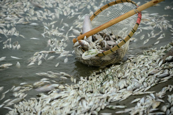 A mass of dead fish are found on Fuhe River in Wuhan, Sept 3, 2013. [Photo/Asianewsphoto]