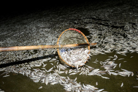 Dead fish on Fuhe River on Monday night, in Wuhan. [Hai Lang/Asianewsphoto]