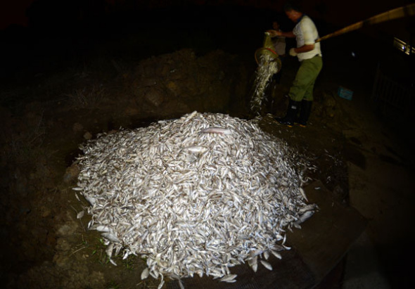 A pile of dead fish in Wuhan, Sept 3, 2013. [Hai Lang/Asianewsphoto]