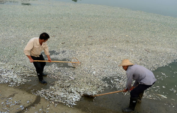 People salvage dead fish in Wuhan, Central China's Hubei province, Sept 3, 2013. Dead fish covered more than 40 kilometers of Fuhe River as of Monday, and most of them are 40 to 50 centimeters long. According to the local emergency response office, the incident was caused by excessive ammonia nitrogen density, and the pollution source was not in the city. The river is not the source for drinking water in Wuhan. [Photo/Asianewsphoto]