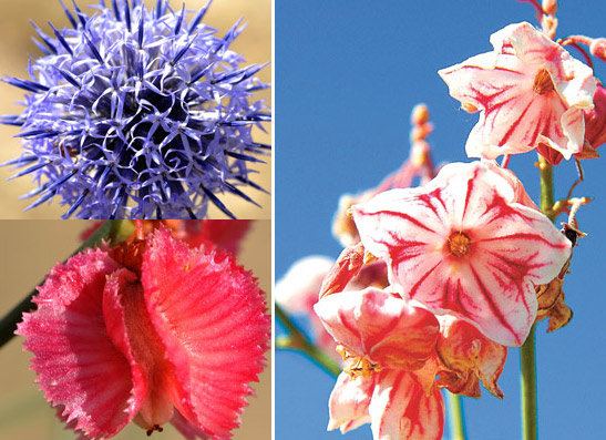 Since 2003, 20 million drought-enduring plants, including (clockwise from top left) Echinops sphaerocephalus, Poacyngrn hendersonii and Calligonum rubicundum, have been planted along the road. Photos by Hou Yiguo / for Chind Daily