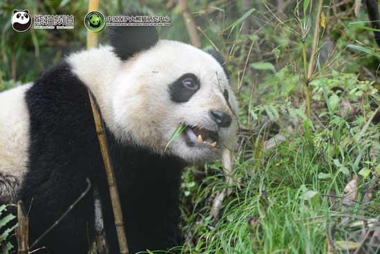 A captive-bred giant panda named Zhang Xiang is about to start a new life in the wild. The two-year old cub left on Monday her home at a training center in Wolong, in south-west China's Sichuan, for a nature reserve 400 kilometres away. 