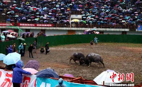 The ethnic Miao people are marking the third day of their New Year celebrations.