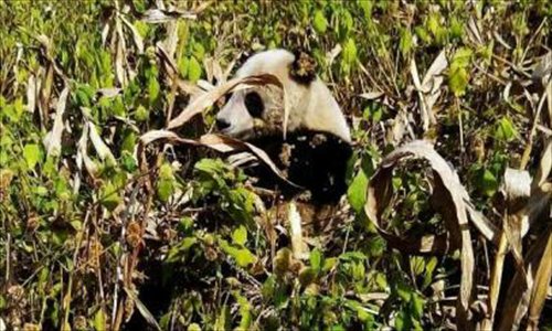 A wild giant panda eats cornstalk in a harvested field in Baoxing county of Sichuan province on November 14. Photo: West China City Daily/Gao Xuanqiang