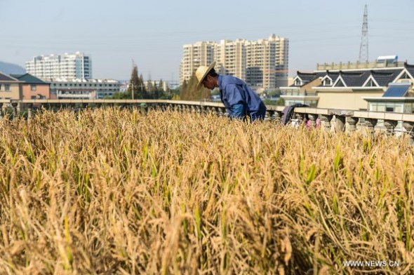 A farmer helps villager Peng Qiugen harvest rice on the roof of Peng's house which had been converted into a rice field at Qilin Village of Shaoxing City, east China's Zhejiang Province, Nov. 18, 2013. Peng several years ago transformed the roof of his house into a farmland, in which rice, watermelons and vegetables have been harvested in different seasons. (Xinhua/Xu Yu)