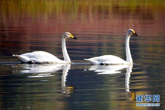 In north Chinas Shanxi province, a company has been given the go ahead to build  a new eco-park in a special wetland for swans. The company says it will help  preserve the local environment and the swans habitat. But some say it could  have a negative effect on the annual swan migration.