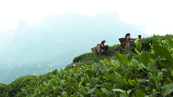 The six-part documentary Tea, The Story of a Leaf features some of the country's best-known tea plantations like this one in Enshi, Hubei province. Photo provided to China Daily