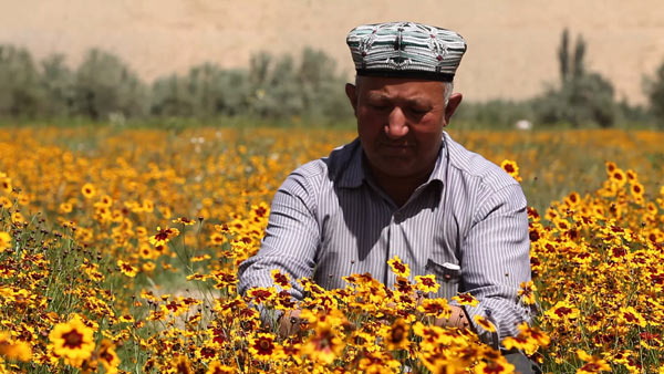 Snow chrysanthemum, which grows in the Kunlun Mountains in the Xinjiang Uygur autonomous region, is dried for a prized herbal tea.Photo provided to China Daily