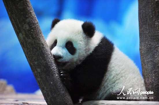 Yuan Zai, the first Taiwan-born baby panda, plays at the Taipei City Zoo in Taipei, southeast China's Taiwan, Jan. 4, 2013. Yuan Zai was unveiled to media on Saturday and will meet the public on Jan 6.