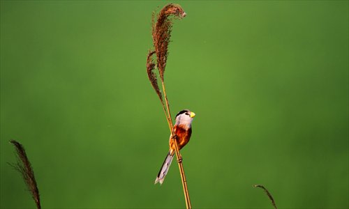 A Chinese Crowtit (Paradoxornis Heudei) clutches a reed in the Beidagang wetlands in Tianjin on May 6, 2012. Photo: courtesy of Ma Jingsheng