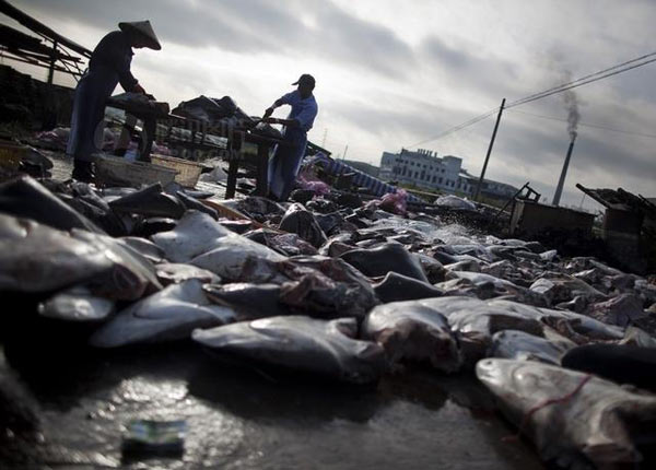 Hundreds of sharks are slaughtered to prepare for further processing in Puqi township, East China Zhejiang province, May 20, 2011. [Photo/china.com.cn] 