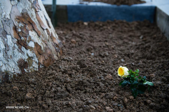 Photo taken on April 27, 2014 shows the Sindberg yellow rose placed by Queen of Denmark Margrethe II, at the Memorial Hall of the Victims in Nanjing Massacre by Japanese Invaders, in Nanjing, capital of east China's Jiangsu Province. (Xinhua/Li Xiang) 