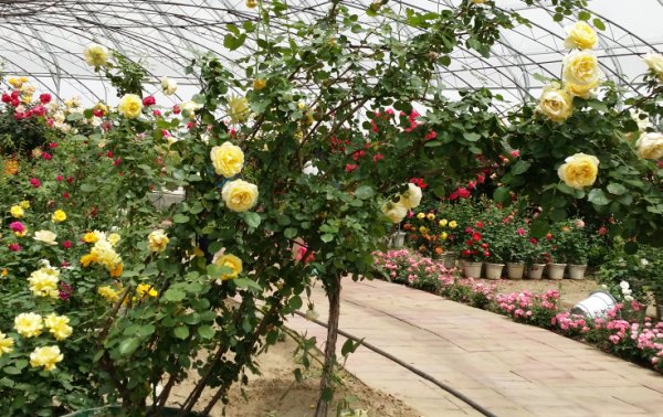 China roses, with their bright colors, in a greenhouse in Beijing's Daxing district are in full bloom on May 15. [Photo provided to China Daily]