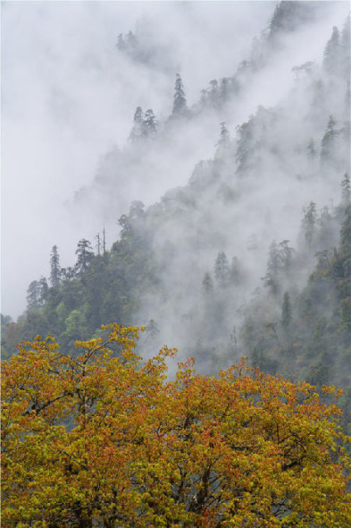 Mist lingers on the Gaoligong Mountains. Niu Yang / For China Daily